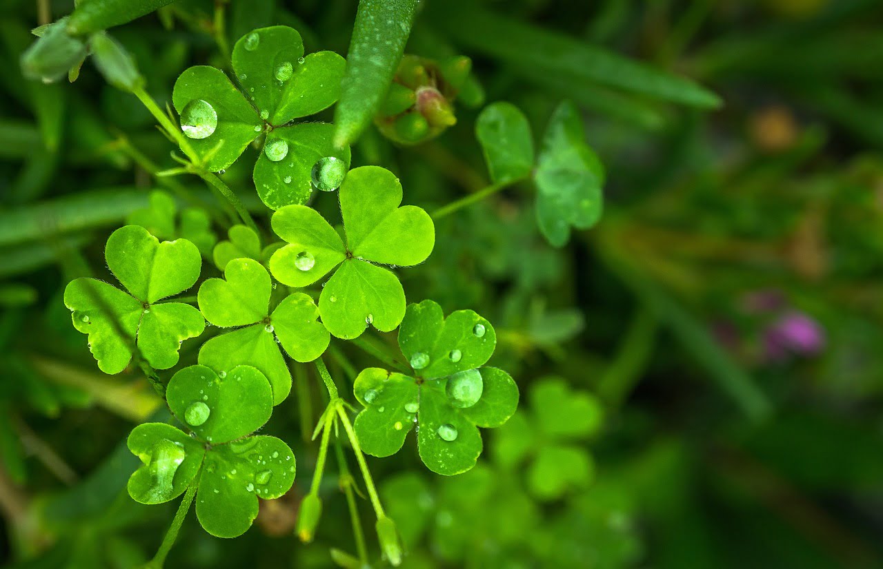 Cluster of vibrant green clover leaves with dew, against blurred green background, serene atmosphere.